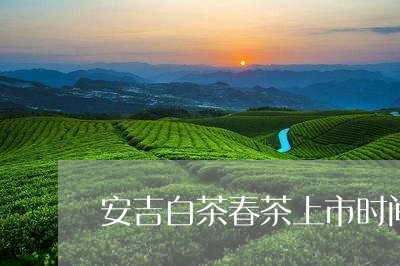 安吉白茶春茶上市时间/2023092960948