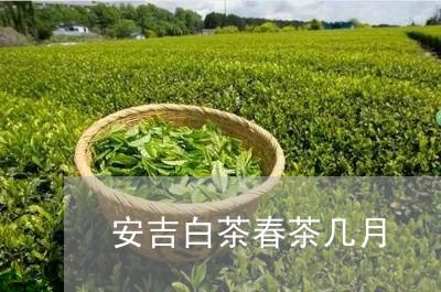 安吉白茶春茶几月/2023061863936