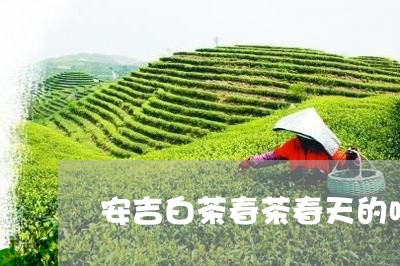 安吉白茶春茶春天的味道/2023101718371