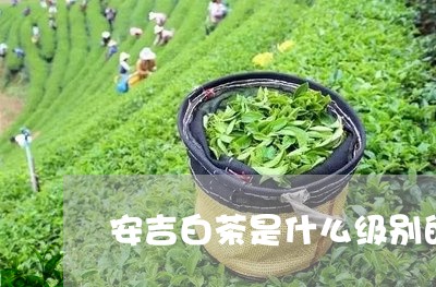 安吉白茶是什么级别的茶/2023101759583