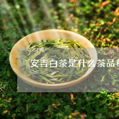 安吉白茶是什么茶品种的/2023101747572