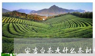 安吉白茶是什么茶树种类/2023101799593