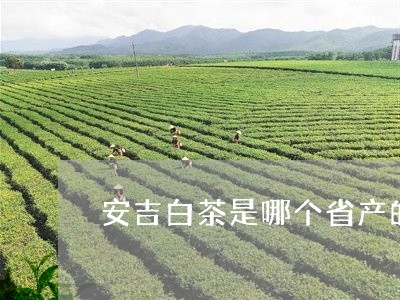 安吉白茶是哪个省产的/2023092945069