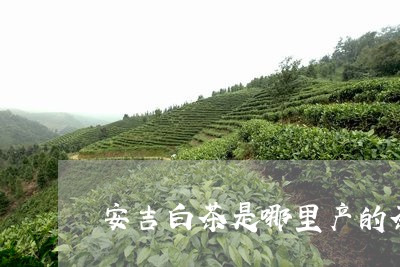 安吉白茶是哪里产的茶/2023092987161