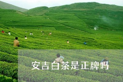 安吉白茶是正牌吗/2023061854237