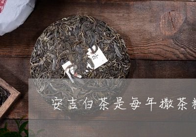 安吉白茶是每年撒茶籽/2023092912604