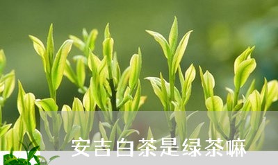 安吉白茶是绿茶嘛/2023061880503