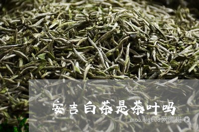 安吉白茶是茶叶吗/2023061867261