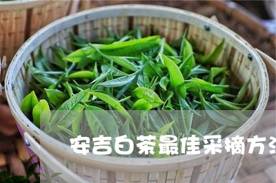 安吉白茶最佳采摘方法是/2023101635258