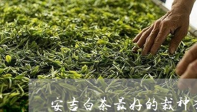 安吉白茶最好的栽种季节/2023101675137