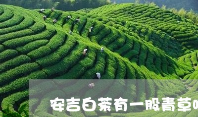 安吉白茶有一股青草味/2023092939580