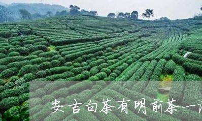 安吉白茶有明前茶一说吗/2023101660714