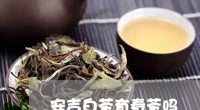 安吉白茶有春茶吗/2023092931628