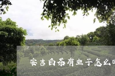 安吉白茶有虫子怎么回事/2023101624149