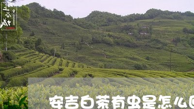 安吉白茶有虫是怎么回事/2023101670390