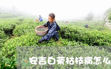 安吉白茶枯枝病怎么防止/2023101673036