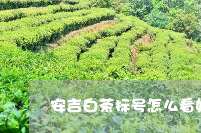 安吉白茶标号怎么看好坏/2023101625281