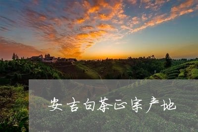 安吉白茶正宗产地/2023061845268