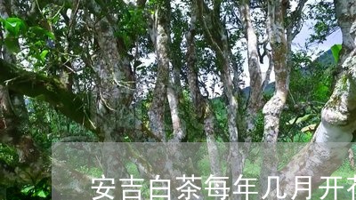 安吉白茶每年几月开花啊/2023101617161