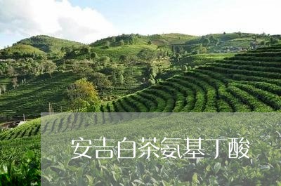 安吉白茶氨基丁酸/2023061823147