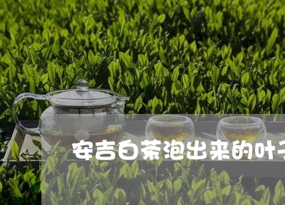 安吉白茶泡出来的叶子/2023092909472