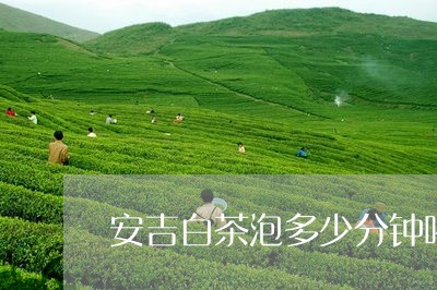 安吉白茶泡多少分钟喝完/2023101742647