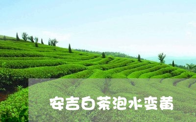 安吉白茶泡水变黄/2023061887283