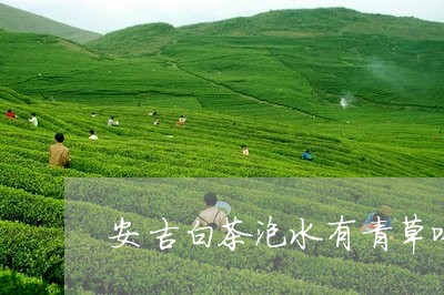 安吉白茶泡水有青草味道/2023101770593