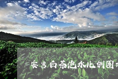 安吉白茶泡水比例图示表/2023101722705