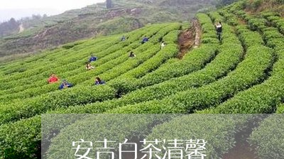 安吉白茶清馨/2023051563048