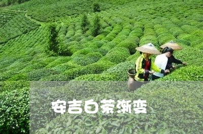 安吉白茶渐变/2023051532927