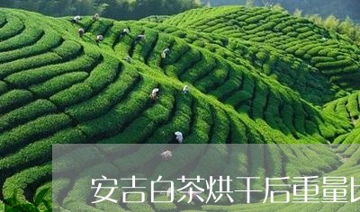 安吉白茶烘干后重量比例/2023101728361