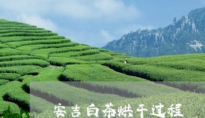 安吉白茶烘干过程/2023061873625