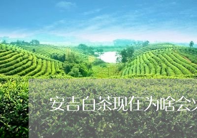 安吉白茶现在为啥会火/2023092984037