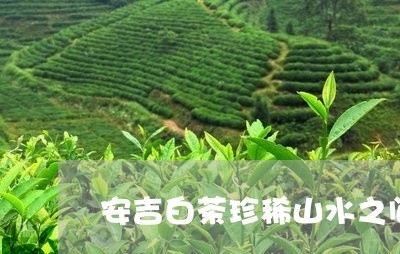 安吉白茶珍稀山水之间/2023092968170