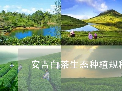 安吉白茶生态种植规程/2023092985261