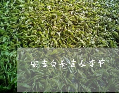 安吉白茶生长季节/2023061791804