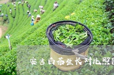 安吉白茶生长对比照图/2023092996069