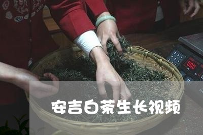 安吉白茶生长视频/2023061728692