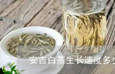 安吉白茶生长速度多少天/2023101711493