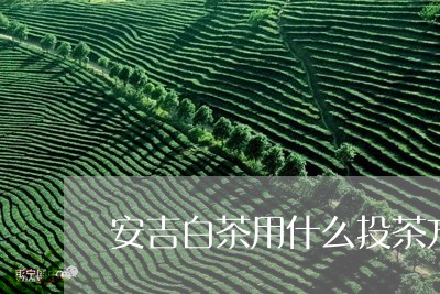 安吉白茶用什么投茶方法/2023101739493