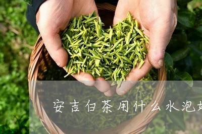 安吉白茶用什么水泡好/2023092986939