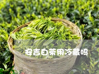 安吉白茶用冷藏吗/2023061921836