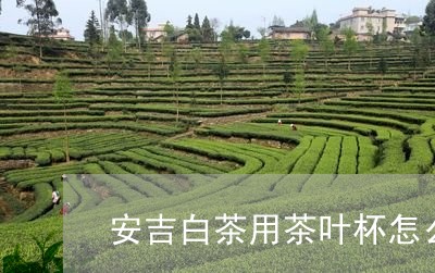 安吉白茶用茶叶杯怎么泡/2023070167938