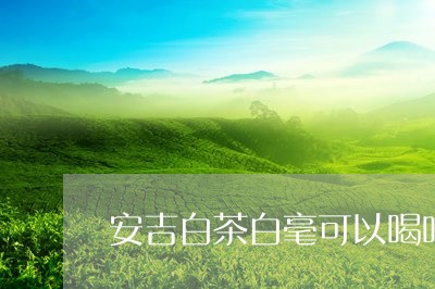 安吉白茶白毫可以喝吗/2023092945169