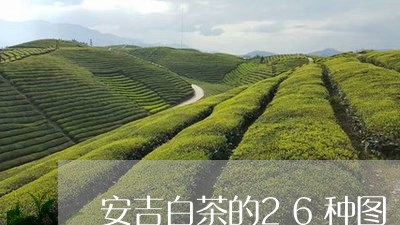 安吉白茶的26种图/2023071392026