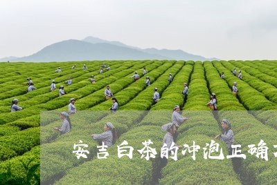 安吉白茶的冲泡正确方法/2023101707479