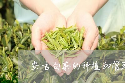 安吉白茶的种植和管理/2023093009482