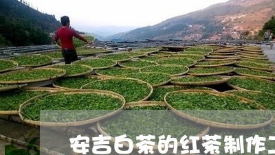 安吉白茶的红茶制作工艺/2023102487169