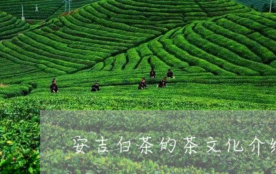 安吉白茶的茶文化介绍/2023093077260